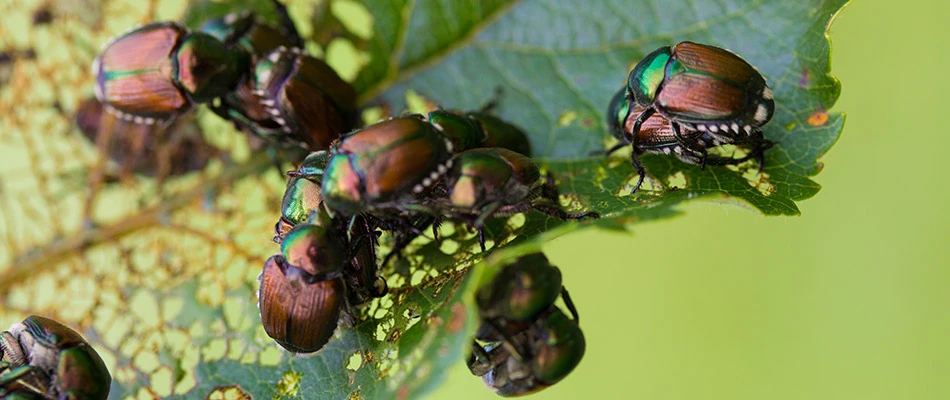 Japanese beetles on an eaten leaf.