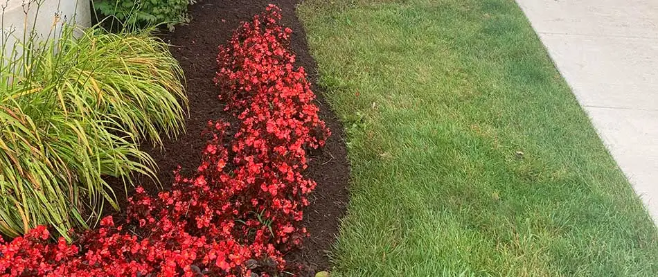 Landscape bed with plants and blooming flowers in Chesterfield, MI.