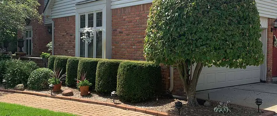 Landscape bushes and shrubs neatly trimmed at a Shelby, MI home.
