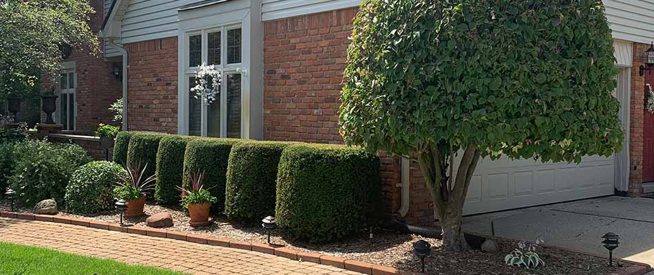 Landscaping with trimmed shrubs and native plants around a home in Troy, MI.
