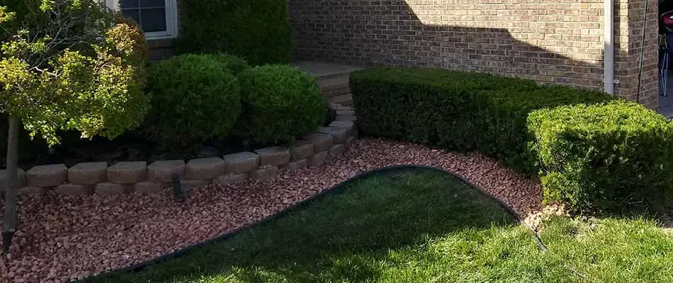 Small shrubs recently trimmed at a Macomb, MI home.