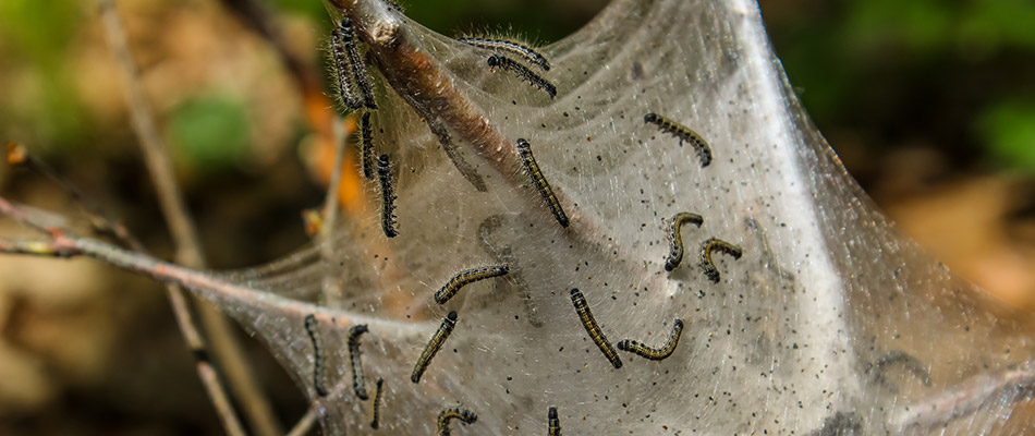 Many sod webworms in a web.