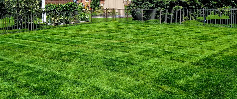 Weed free and well fertilized home lawn near Clinton Township, MI.