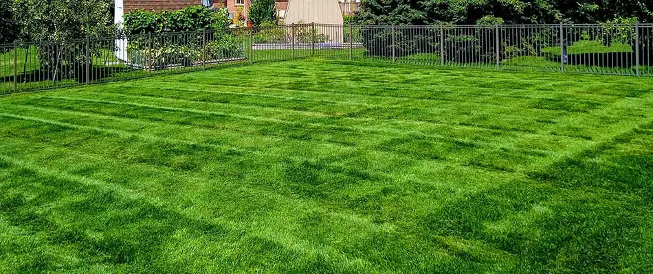 Weed free and well fertilized home lawn near Clinton Township, MI.