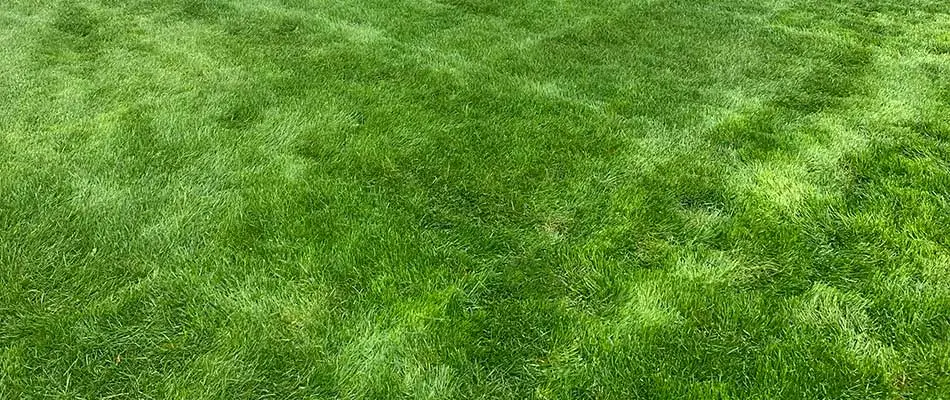 Weed-free, healthy green lawn in Shelby, MI.