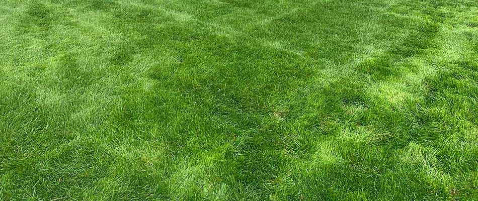 Weed-free home lawn with fertilization services in Warren, MI.