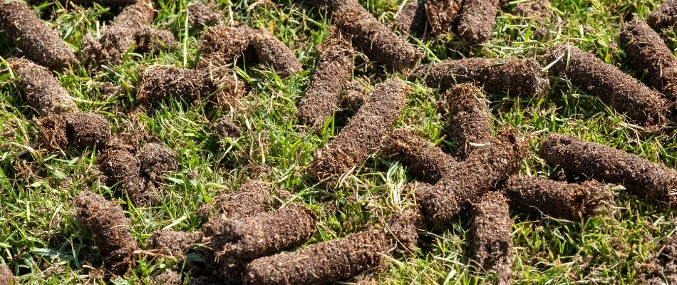 Soil plugs from core aeration on a lawn in Macomb, MI.