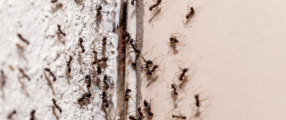Ants crawling indoors in Warren, MI.