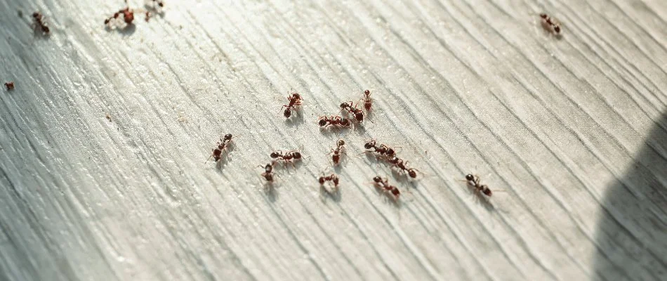 Ant on interior flooring in Hazel Park, MI.