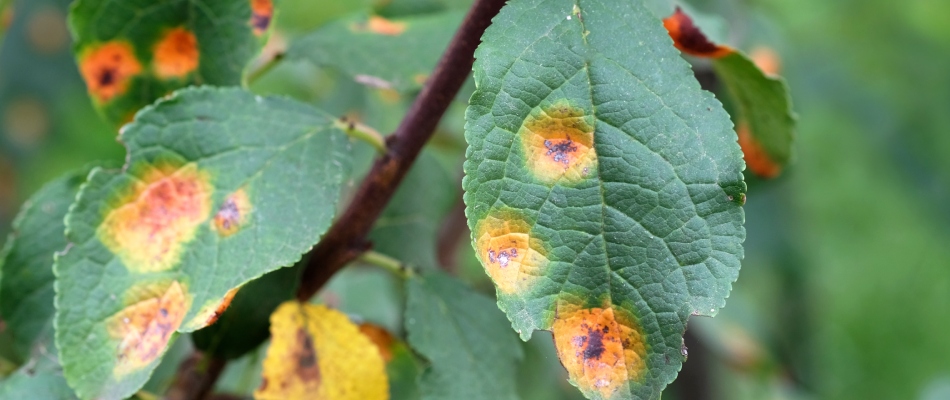 Apple scab disease found on a tree in Chesterfield, MI.