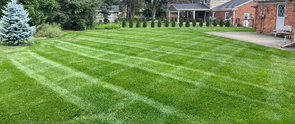 Backyard lawn in Berkley, MI, with lush, green grass.