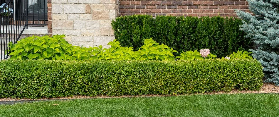 Beautiful front yard landscaping with boxwood and flowers.