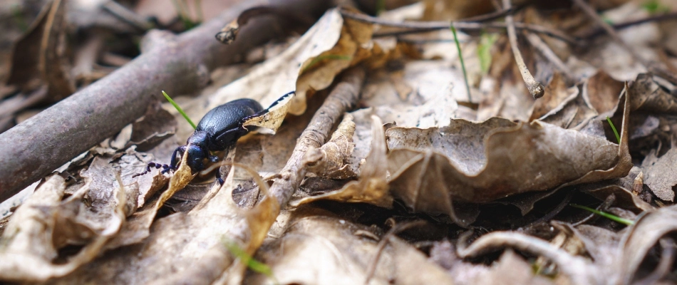 Beetle found in leaf debris in Macomb, MI.