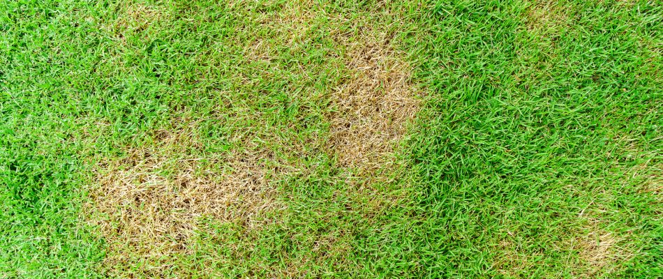 What Sod Webworm Damage Looks Like And What To Do About It Big Lakes