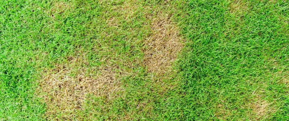 Brown patches created in lawn from sod webworms in Chesterfield, MI.