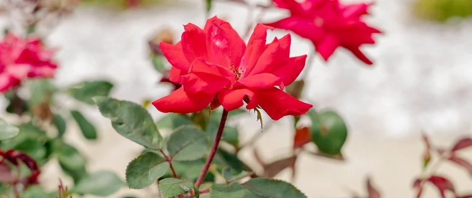 Vibrant red roses in landscaped garden.