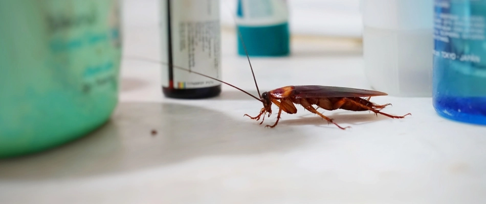 A cockroach crawling to crumbs over a counter in Waldenburg, MI.