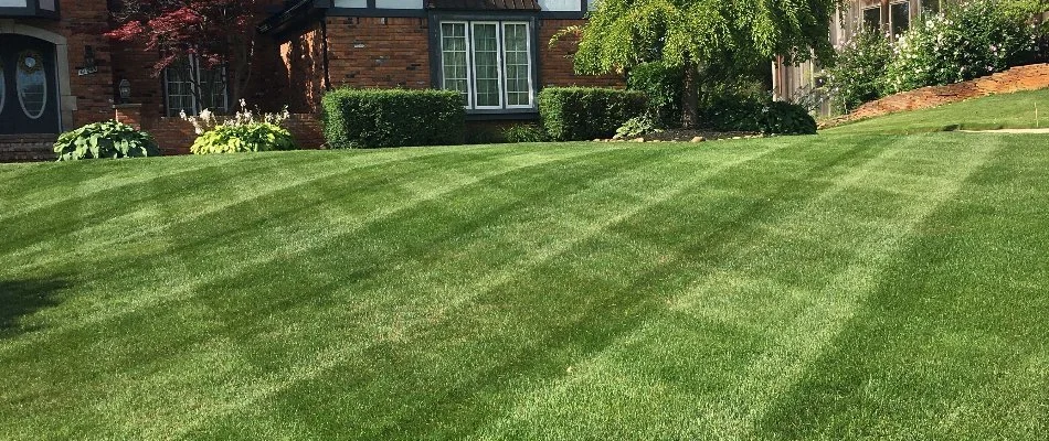 Dark, green grass in a front yard in Royal Oak, MI.