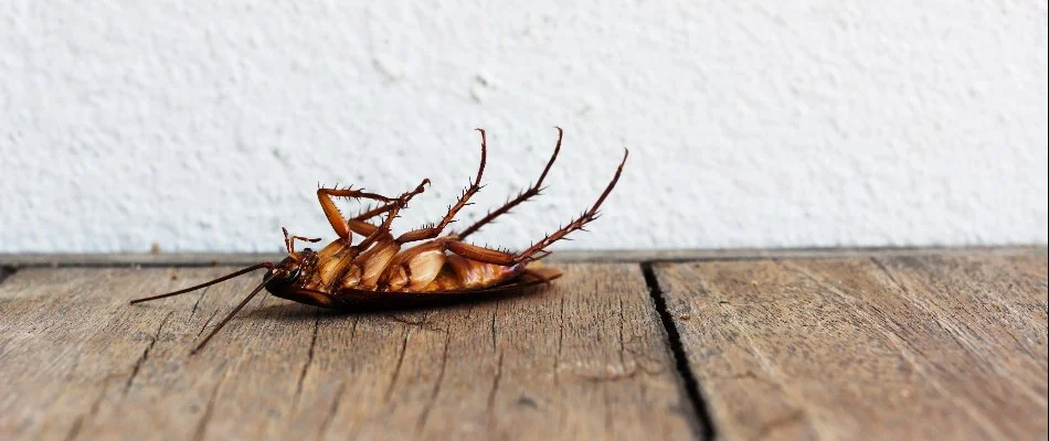 Dead cockroach on a property in Macomb, MI.