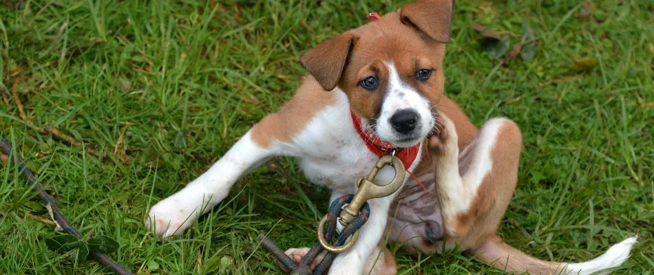 Dog itching from fleas on a lawn in Macomb, MI.