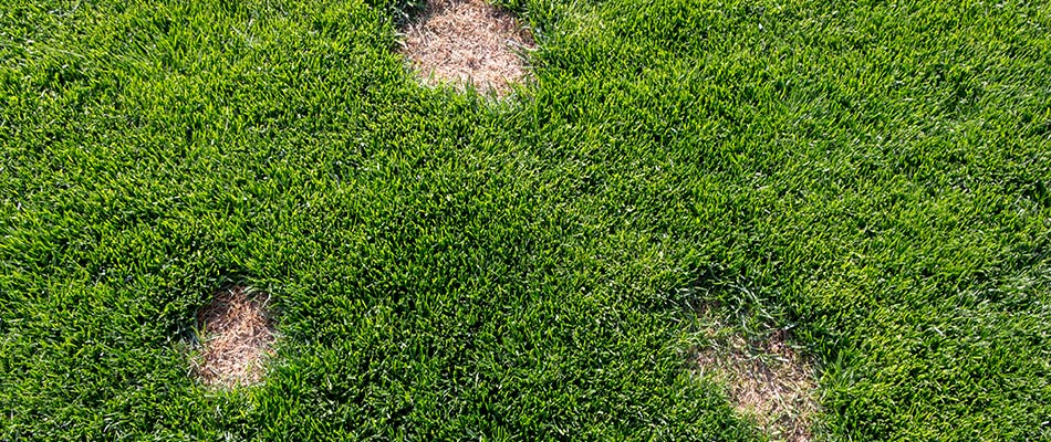 Dollar spot disease in a lawn in Macomb, MI. 