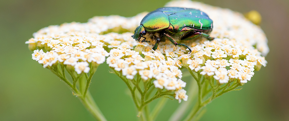 European Chafer beetle found on planting in landscape bed in Ferndale, MI.