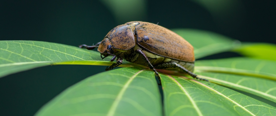 European chafer bug found in Washington, MI.
