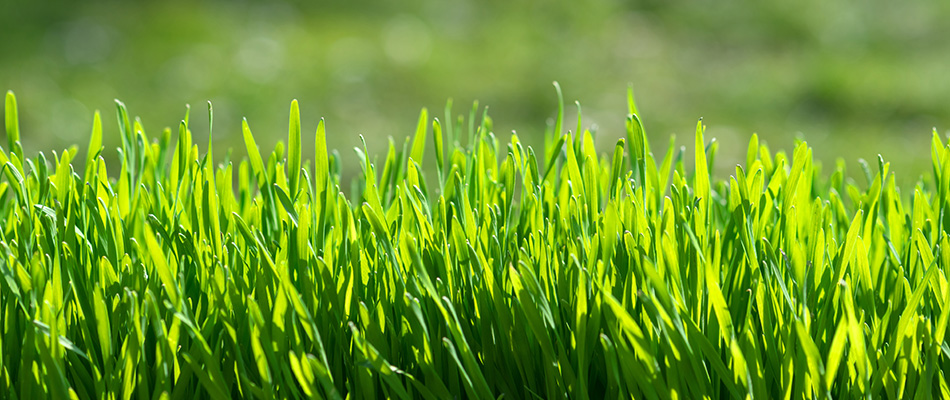 Exceptionally healthy green grass near New Baltimore, MI.