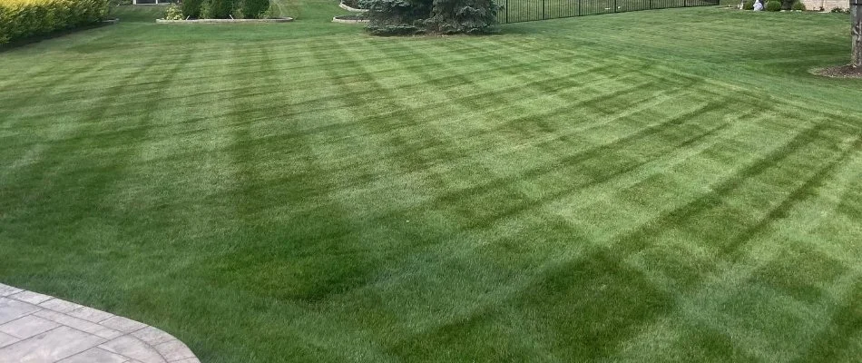 Grass in Fraser, MI, after mowing.