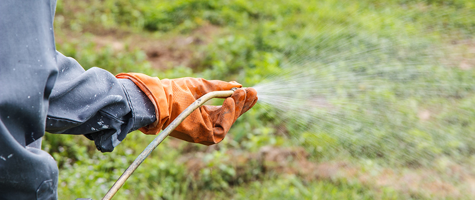 Employee with glove spraying liquid fertilizer onto grass in Macomb, MI. 