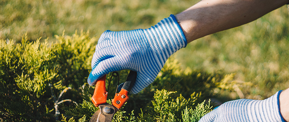 Gloved hands trimming shrub in landscaping in Utica, MI.