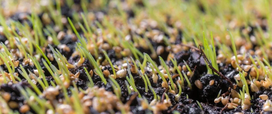 Grass seed on top of soil after overseeding on a property in Macomb, MI.