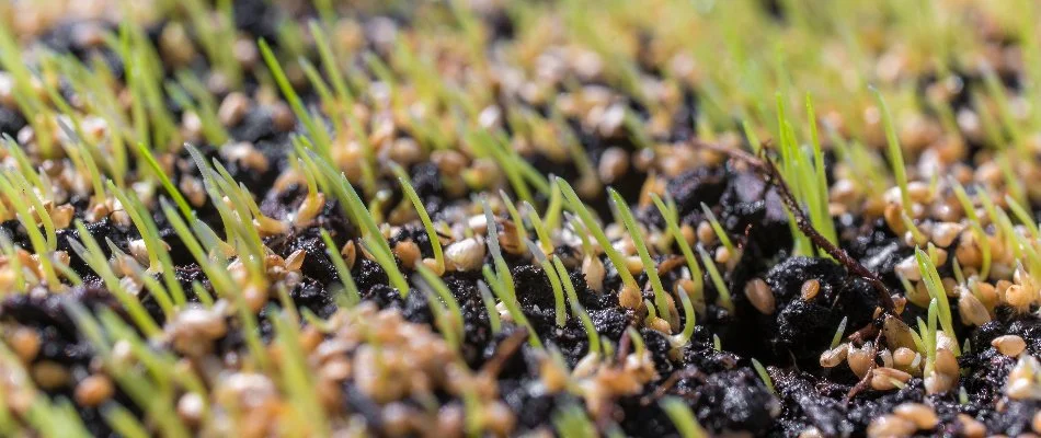 Seeds on soil after overseeding in Macomb, MI.