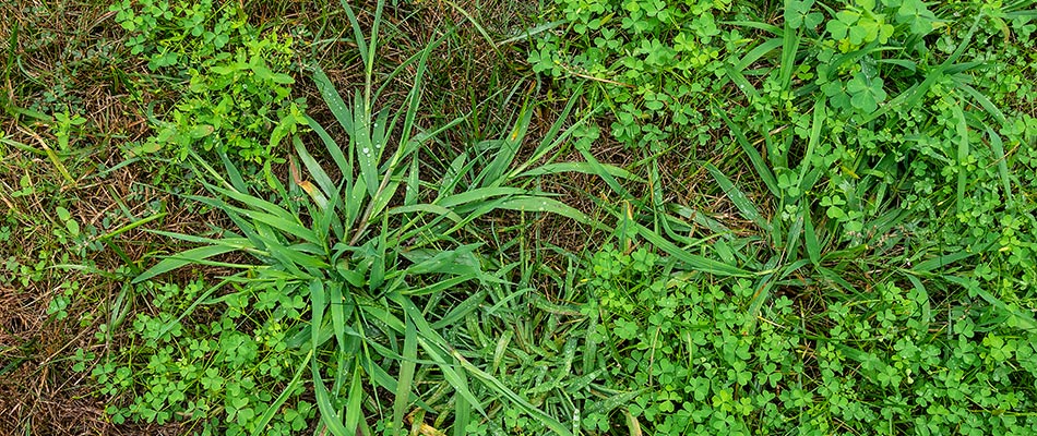Weeds found on a lawn near Macomb, MI.