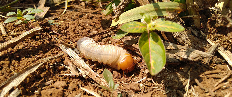 Grub on top of soil and grass near Shelby, MI.