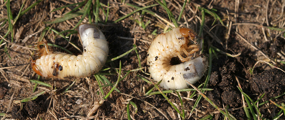 Two grubs found in the grass in need of extermination by a home in Washington, MI
