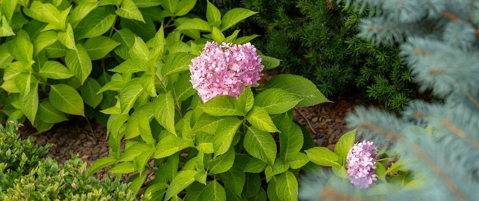 Hydrangea bush with lush green foliage near Shelby, MI.