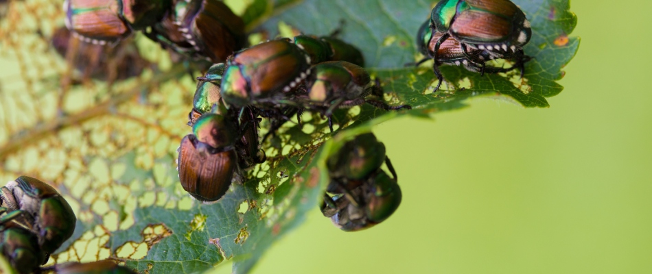 Japanese beetles found eating leaves from tree in Utica, MI.