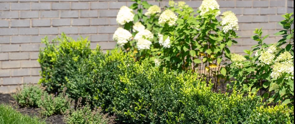 Landscape bed in Troy, MI, with white flowers, green shrubs, and black mulch.