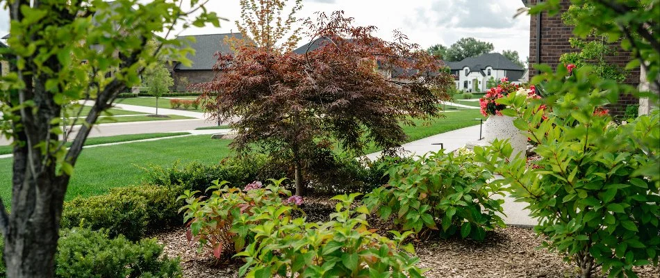 A beautifully landscaped garden featuring various plants and a small tree, showcasing vibrant greenery and decorative mulch, with a view of nearby homes and pathways in the background