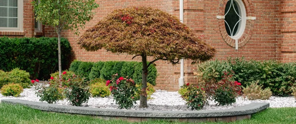 Landscaped garden with small tree and flowers in Shelby, MI.