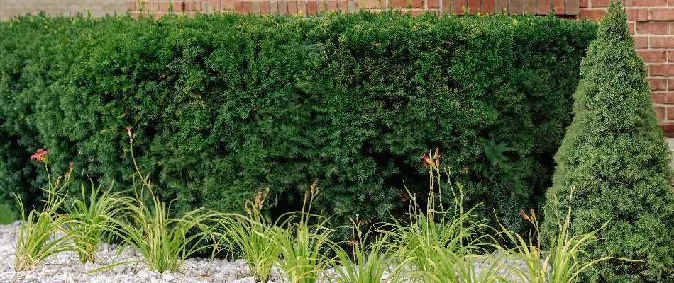 Front yard with hedges and mulch at a Shelby, MI home.