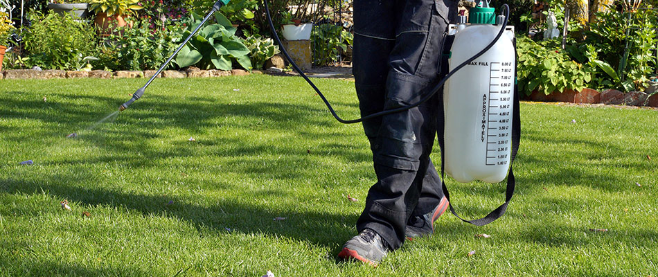 Lawn care professional spraying weed treatment near Clinton Township, MI.