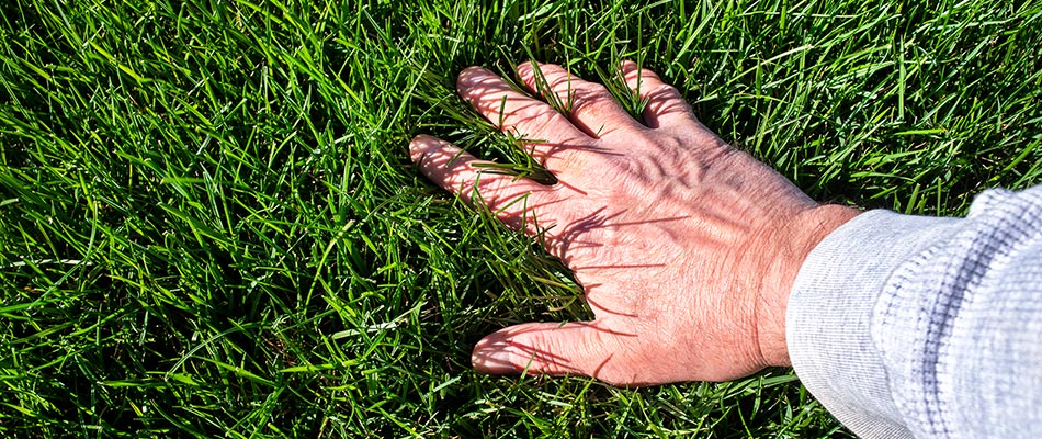 Hand running through healthy green grass in Sterling Heights, MI. 