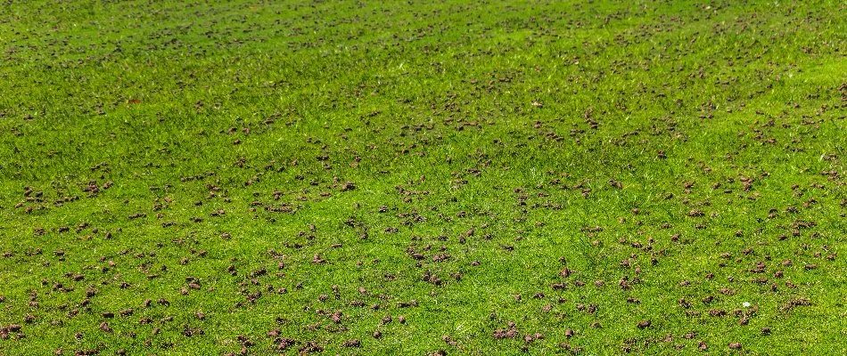 Lawn in Macomb, MI, covered in soil cores after an aeration service.