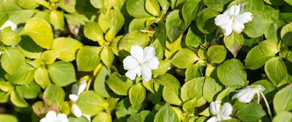 Lush green leaves with white flowers near Chesterfield, MI.