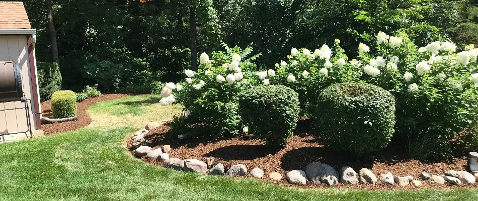 Plants with white flowers in landscape bed in Marysville, MI.