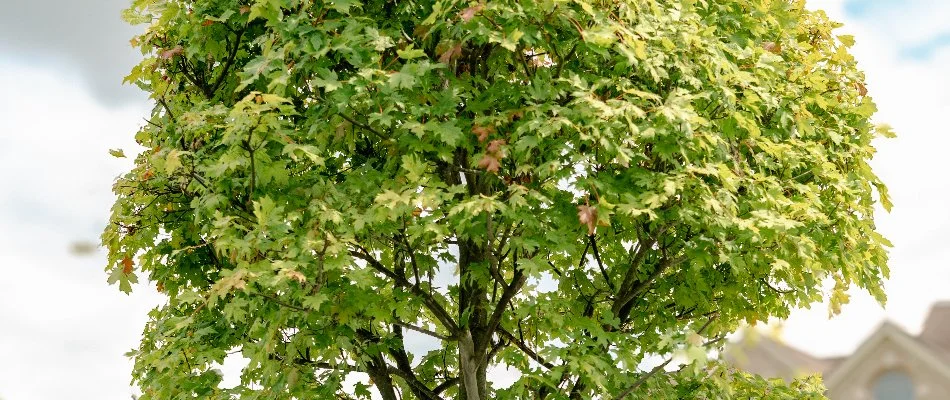 Trimmed maple tree in Shelby, MI.