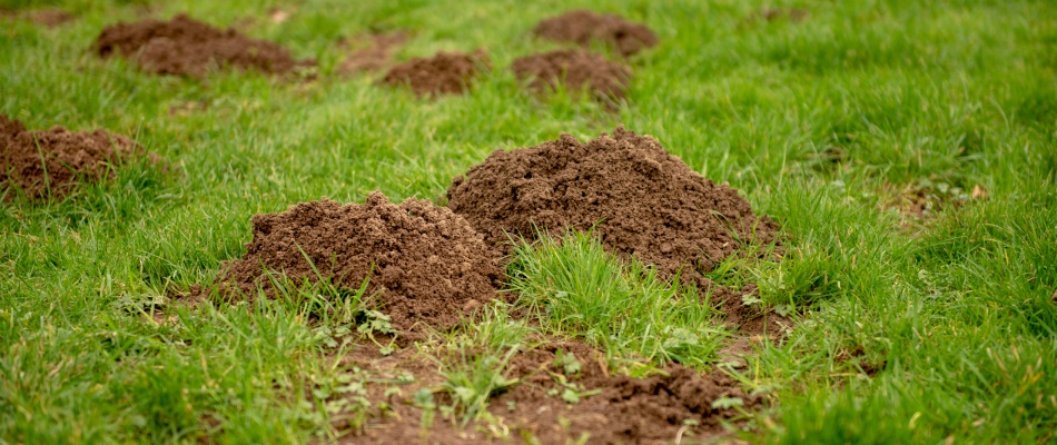 Mole holes found in lawn after grub infestation in Chesterfield, MI.