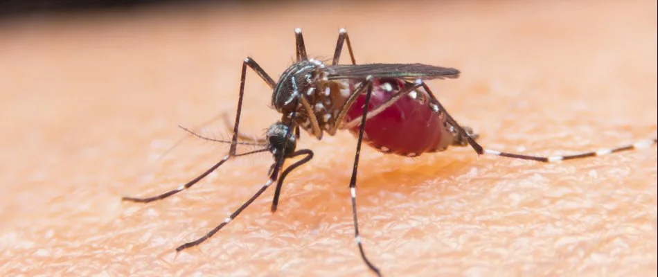 Mosquito biting bare skin on a property in Macomb, MI.